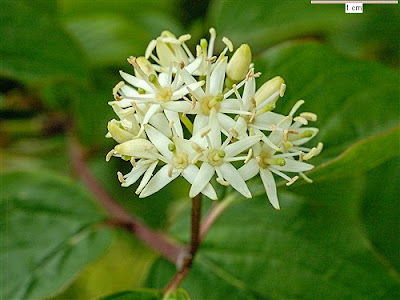 Кучешки дрян / CORNUS sanguined