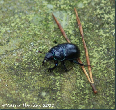 11-dor-beetle