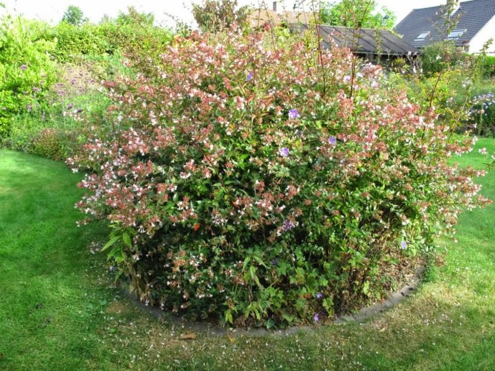 Abelia chinensis Edward Goucher