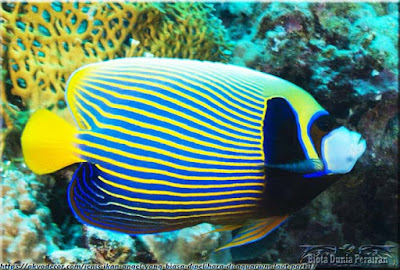 Ikan Angelfish (Pomacanthidae)