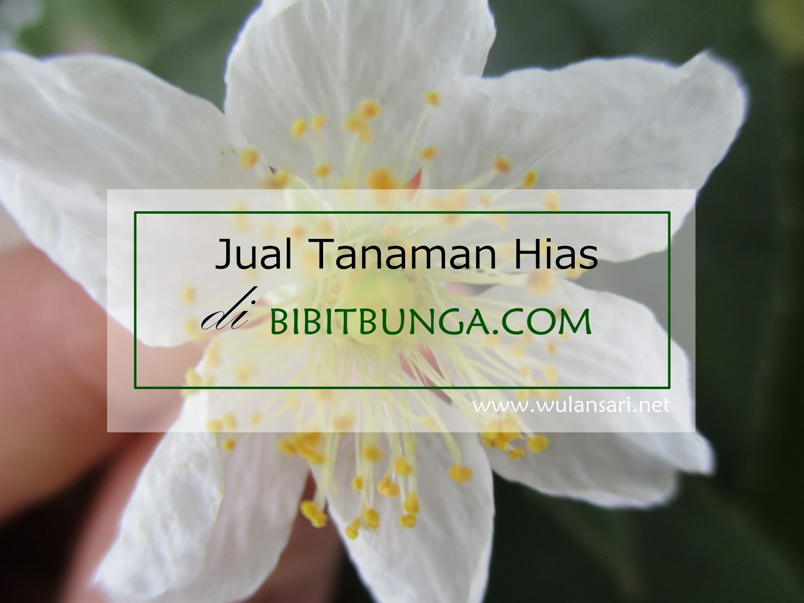 Jual Tanaman Hias di BibitBunga.COM