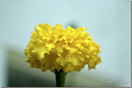Marigold