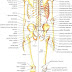 Human Skeleton - Number Of Human Bones In Body