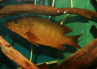 Gambar Ikan Mangrove Jack