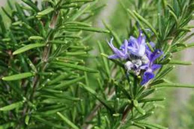 Rosemary and medical uses and benefits