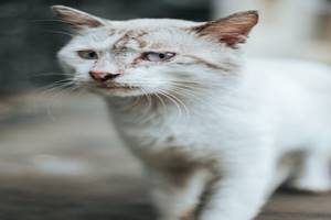 Kucing Memakan Kotorannya Sendiri