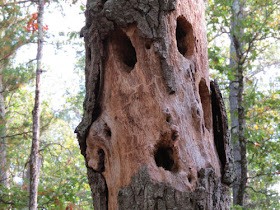 face in tree