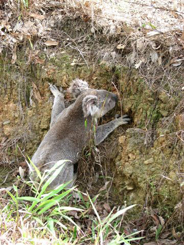 17 Fakta Menarik Koala yang Menggemaskan