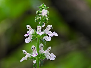 Stachys geobombycis on Yuelu Mountain