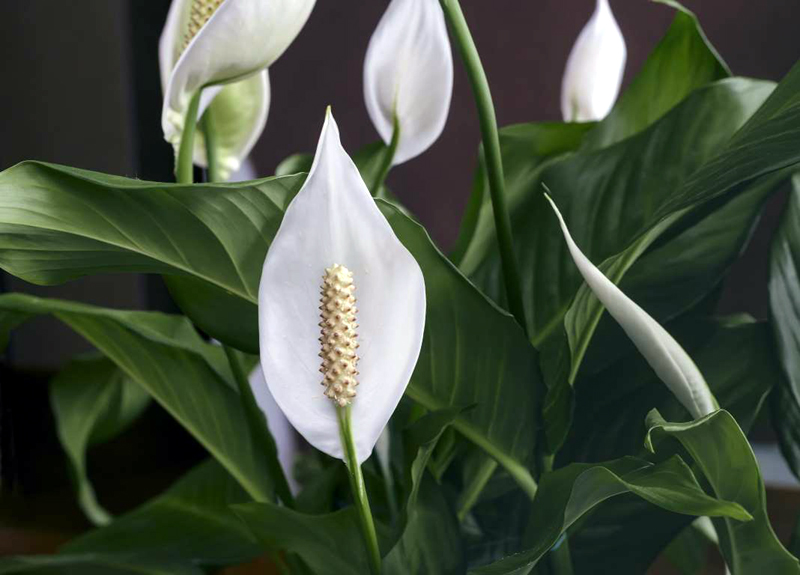 8 Easy-Care Houseplants That Improve Air Quality