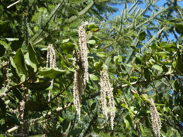 03: long lines of dangling flowers