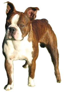 Boston Bulldog