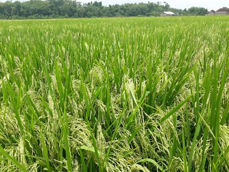 Koleksi Cemerlang Gambar Padi Rajasa, Gambar Padi