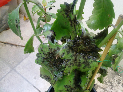 Kalanchoe, Hail Damage