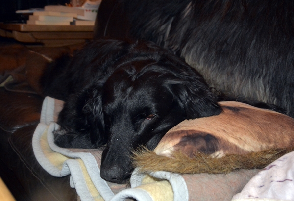 flat coated retriever