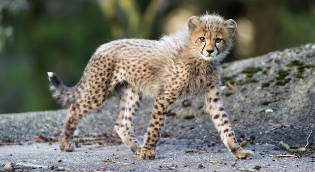 Cheetah Images