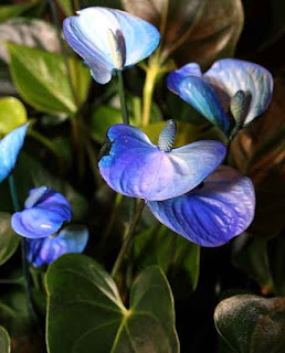 Originário da Venezuela e Colômbia, o antúrio, de bela folhagem, possui flores hermafroditas que não se autofecundam.
