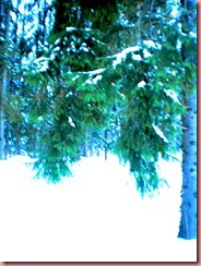 Metsä_edited_5