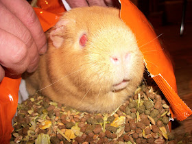 Cute guinea pig picture