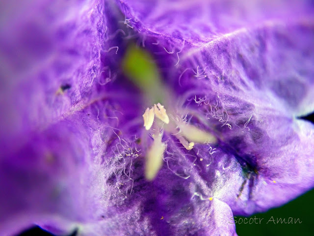 Strobilanthes oligantha