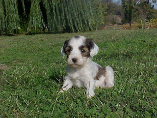 Tibetan Terrier Puppy