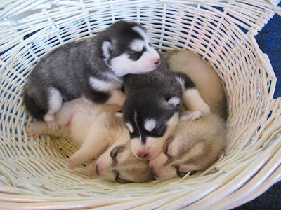 Husky puppies Seen On www.coolpicturegallery.us