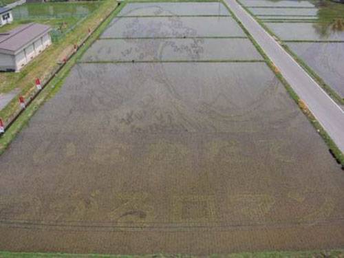 Crop Art