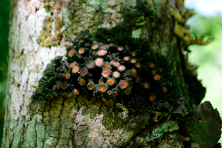 red fungus on tree