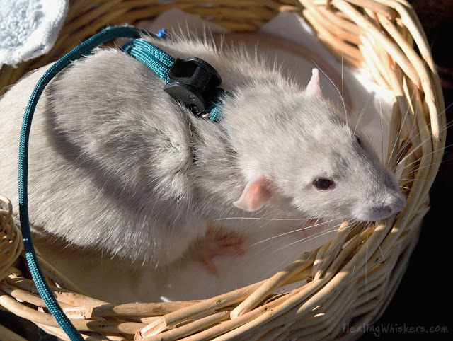 Oliver, a therapy rat in training, in his basket