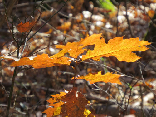 oak leaves