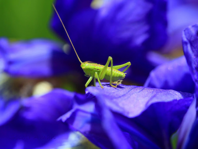 Tettigonia orientalis