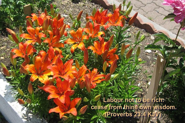 Bible Versed in Scenic Natural Flowers Wallpaper