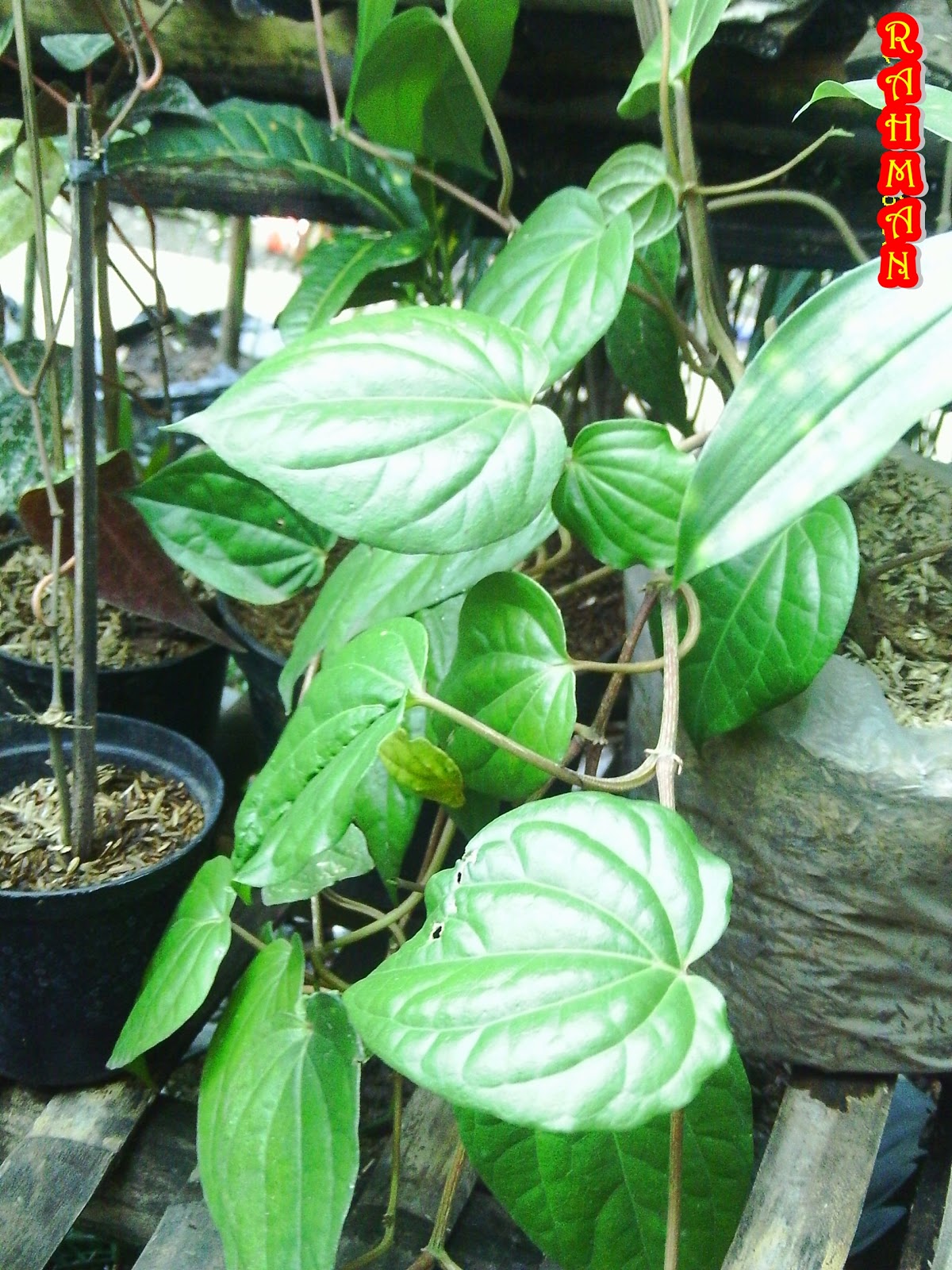 Jual Tanaman  Hias Sirih Hijau