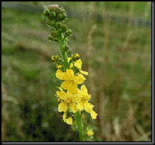 clip_image002