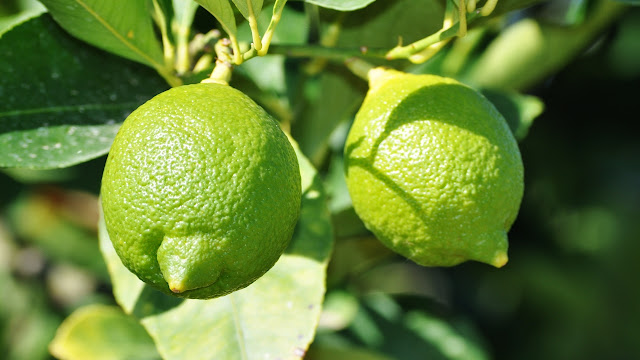 الليمون والقيمة الغذائية له وأهم فوائده وطرق زراعته