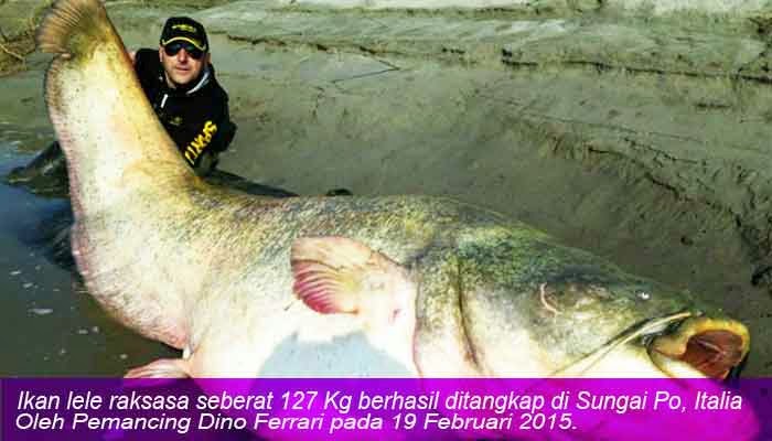 Ikan, Lele, Raksasa, Seberat, 127, Kg, Berhasil, Di, Tangkap