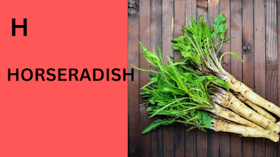 Horseradish