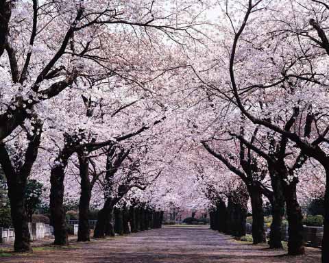 japanese cherry tree blossoms. japanese cherry tree blossoms.