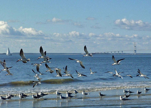 Shore Birds Photos