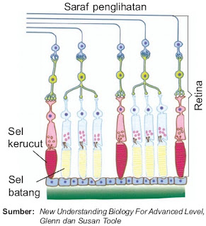 Sel kerucut dan sel batang pada mata