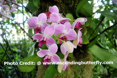 Enid Haupt Conservatory, The New York Botanical Gardens, Orchid, Orchids, Flowers