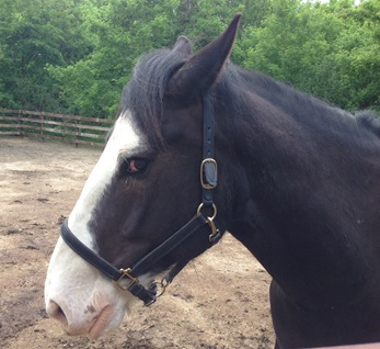 Jasper;Horses;Dark River Farm 104