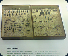 darwins beetles