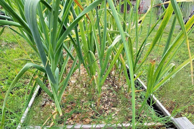 Garlic growing in a raised garden bed