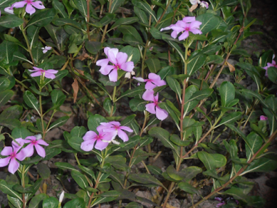 Madagascar Periwinkle