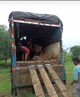 मुखबिर की सूचना पर थाना निम्बोला पुलिस ने पकडा, 23 गौवंशों का अवैध परिवहन करते कंटेनर