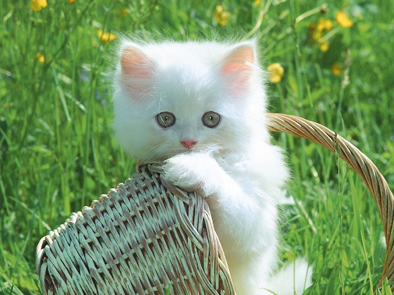 Fotos de los gatos mas bonitos - Imagui