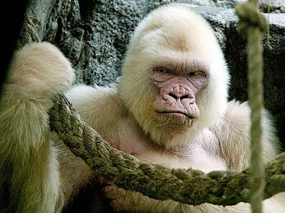 Snowflake was an albino Western Lowland Gorilla