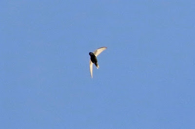 "Little Swift - Apus affinis gracing the sky above."