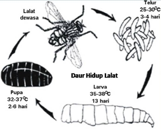 Paling Baru 32+ Gambar Daur Hidup Hewan Lalat